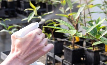Treating myrtle rust. Spray bottle on plants.